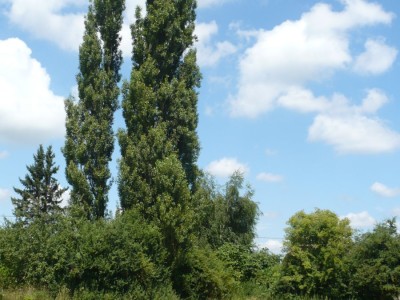 TERRAIN A BATIR A VENDRE - CRUX LA VILLE - 6315 m2 - 55000€
