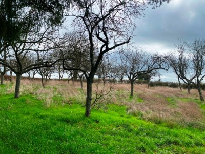 PROPRIETE DE MAISON-DEPENDANCES-TERRAIN 6928 M2 - SAXI BOURDON - 176.18 m2 - VENDU