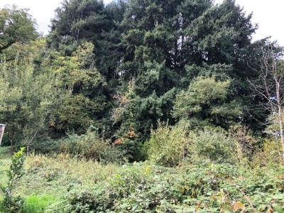 TERRAIN A BATIR ARBORE A VENDRE - ST SAULGE - 1354 m2 - 14�000�&euro;