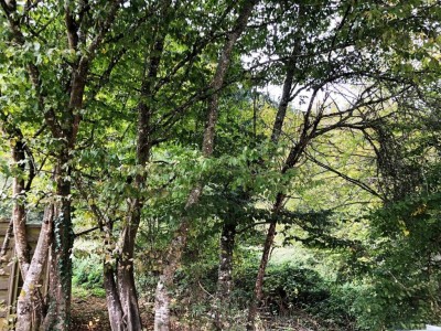 TERRAIN A BATIR ARBORE A VENDRE - ST SAULGE - 1354 m2 - 14�000�&euro;