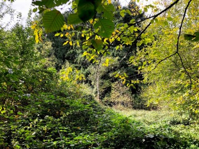 TERRAIN A BATIR ARBORE A VENDRE - ST SAULGE - 1354 m2 - 14�000�&euro;