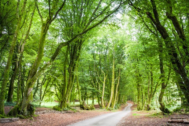 Résidence secondaire dans le Morvan : pourquoi acheter une maison de campagne ?